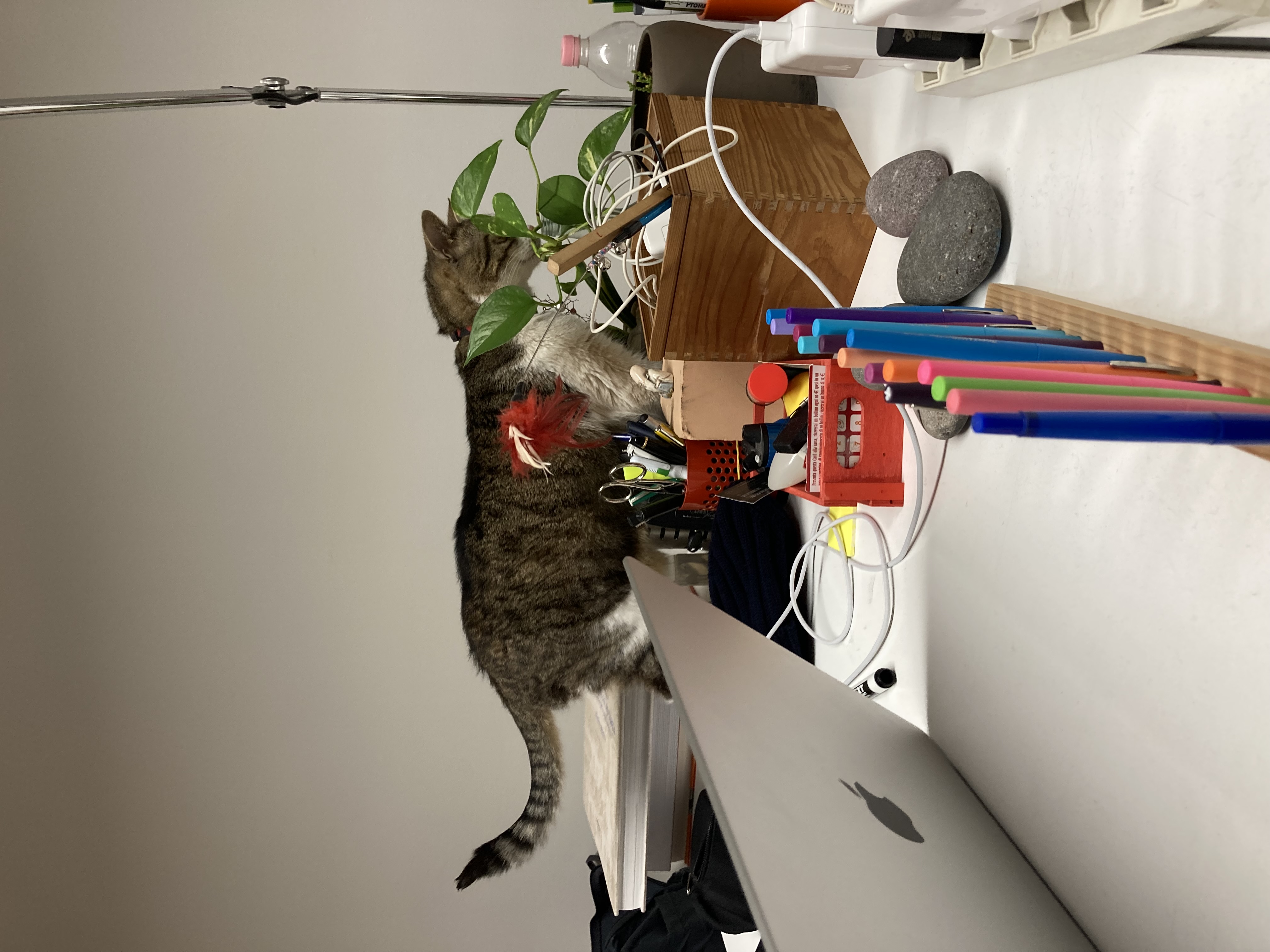Gatto nello studio